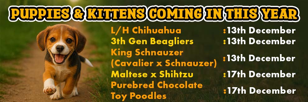 New Puppies Coming Soon 4