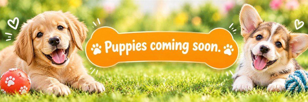 Banner_Puppies_Coming_Soon