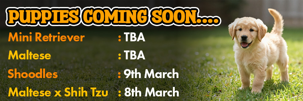 New Puppies Coming Soon 5